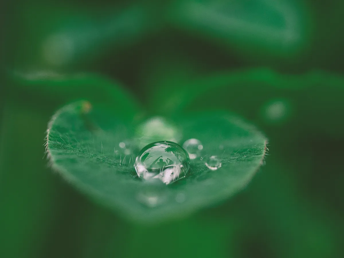 Green leaf with water drops