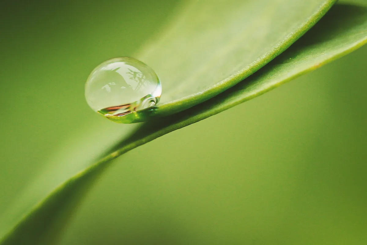 Water dew on green leaf